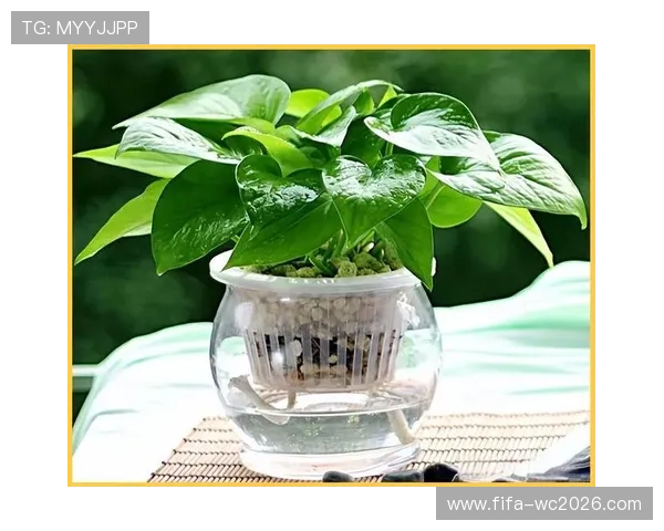 室内绿植养护全攻略 提升空气质量与美化家居环境的实用技巧